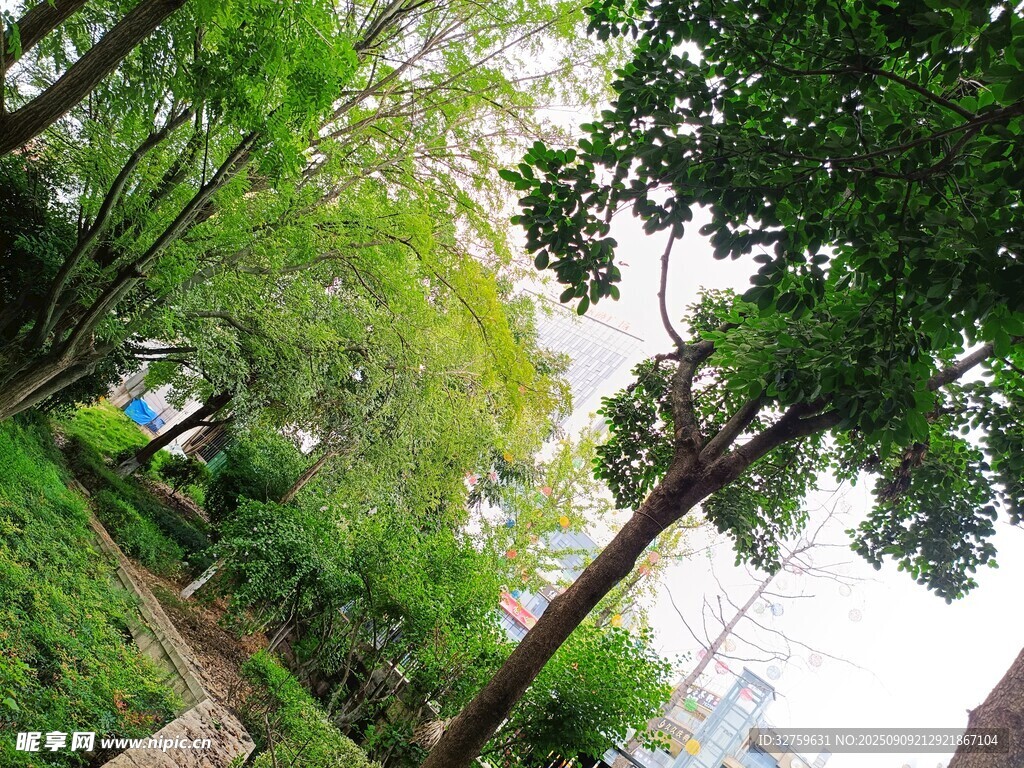林间绿意盎然的自然景致