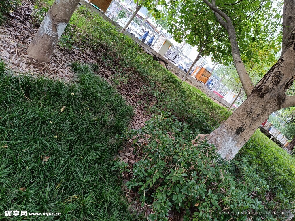 户外绿树草地自然景致