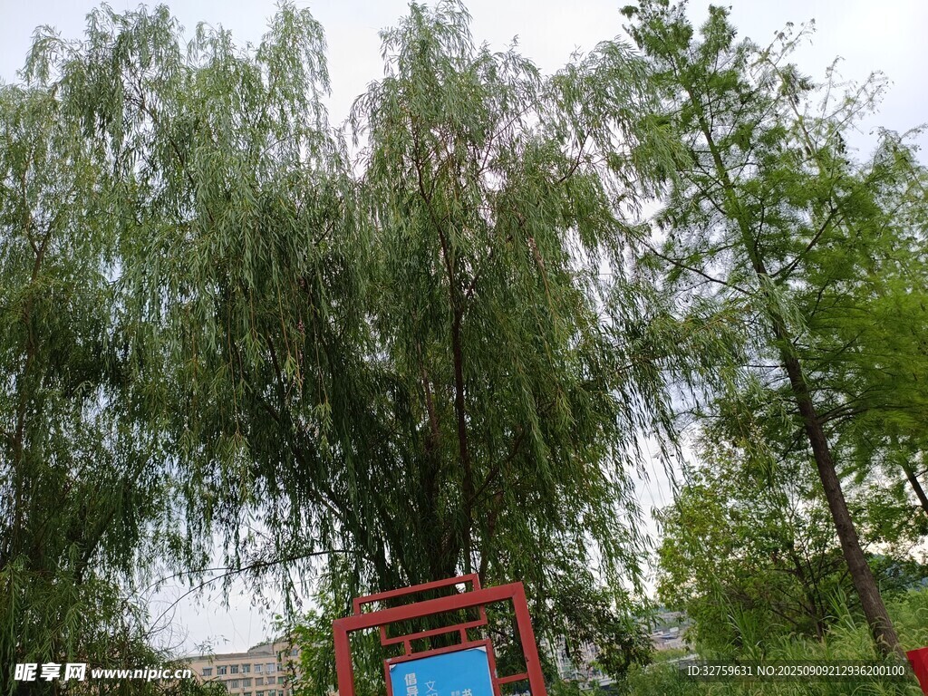 垂柳下的红色游乐设施