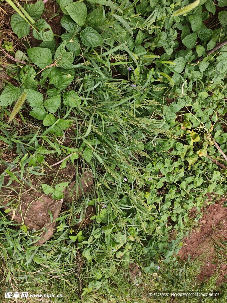 地面上的繁茂绿色植物