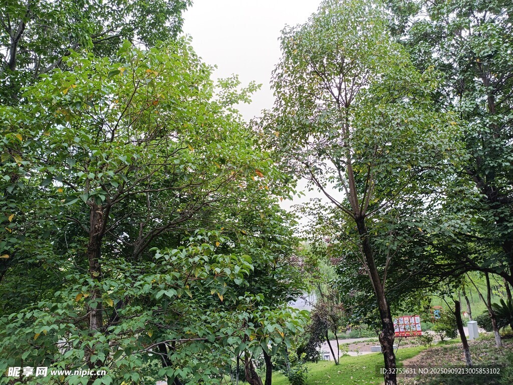 绿意盎然的树林景观