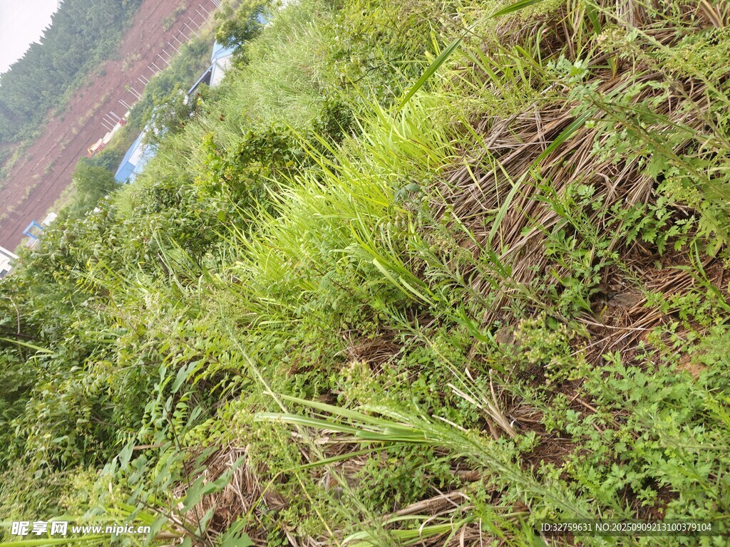 野外繁茂的绿色植物景观