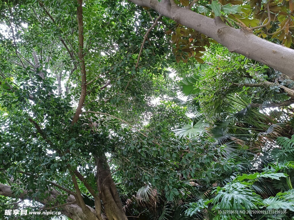 繁茂森林中的高大树木
