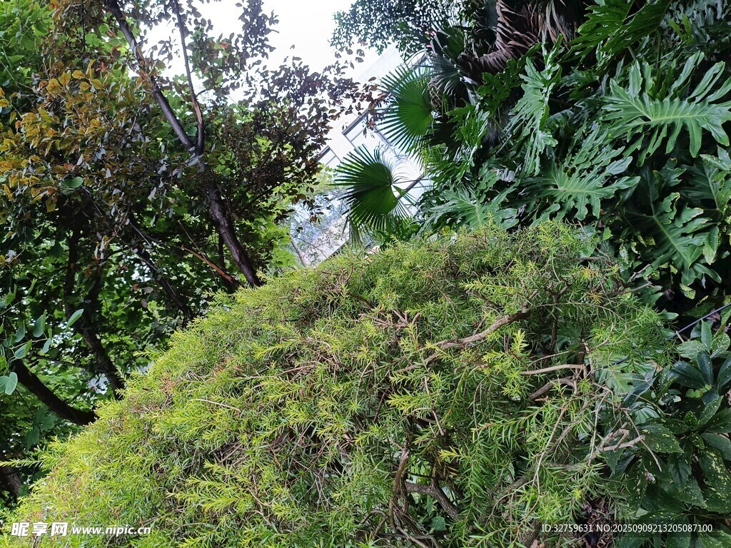 绿意盎然的植物景观