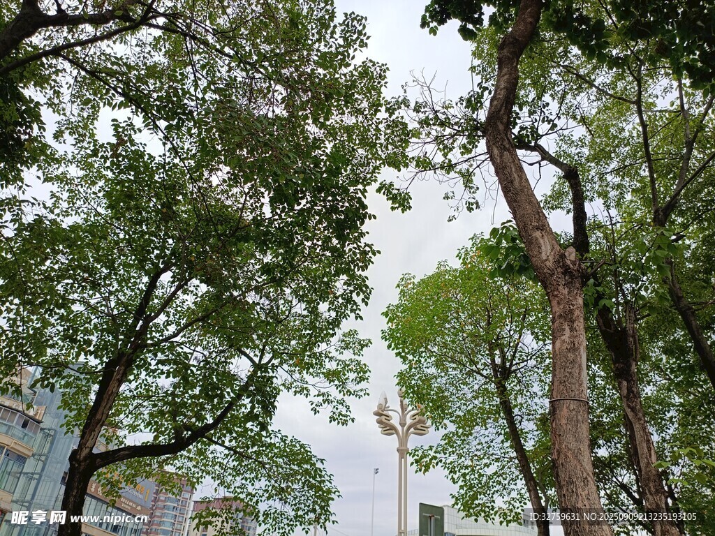 城市中茂盛的高大树木