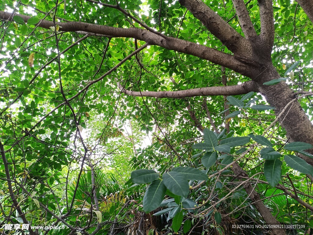 茂密丛林中的繁茂树木