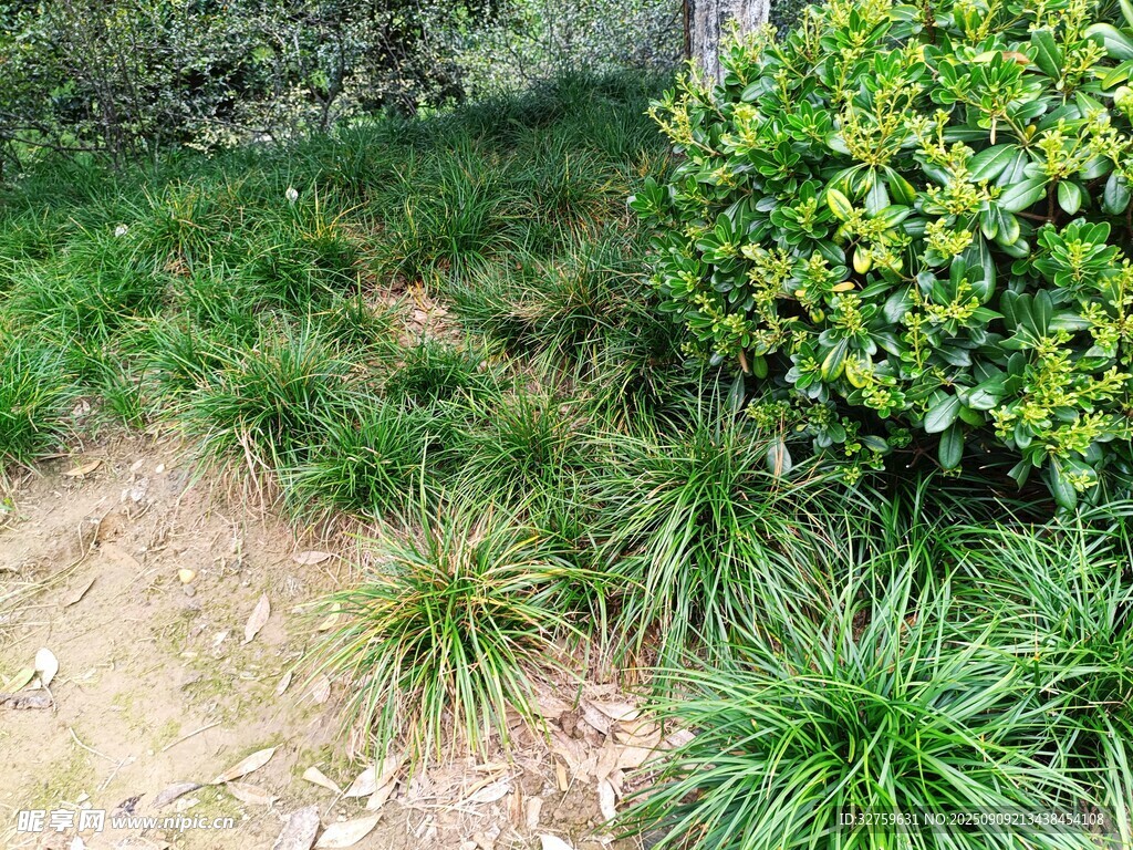 绿意盎然的庭院植物景观