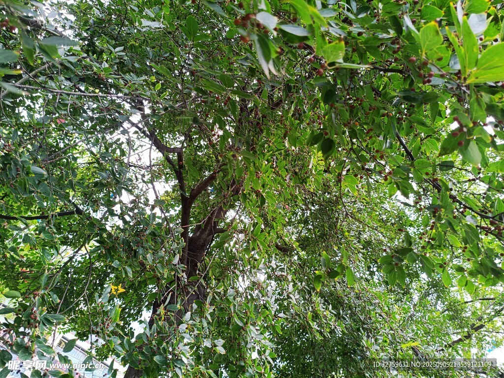 茂密丛林中的繁茂绿树