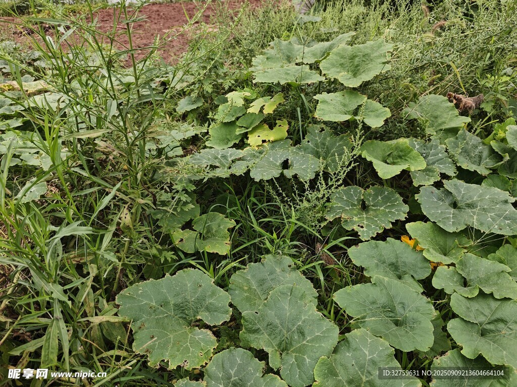 绿叶繁茂的地面植物景观