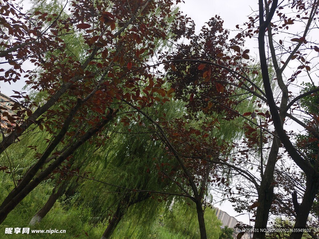 林间红叶树木景致