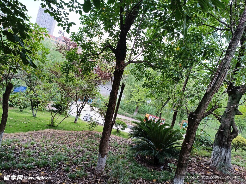 绿意盎然的林间景致
