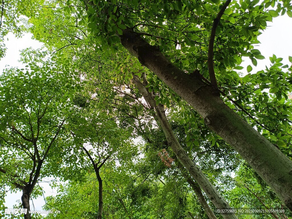 仰视葱郁树林