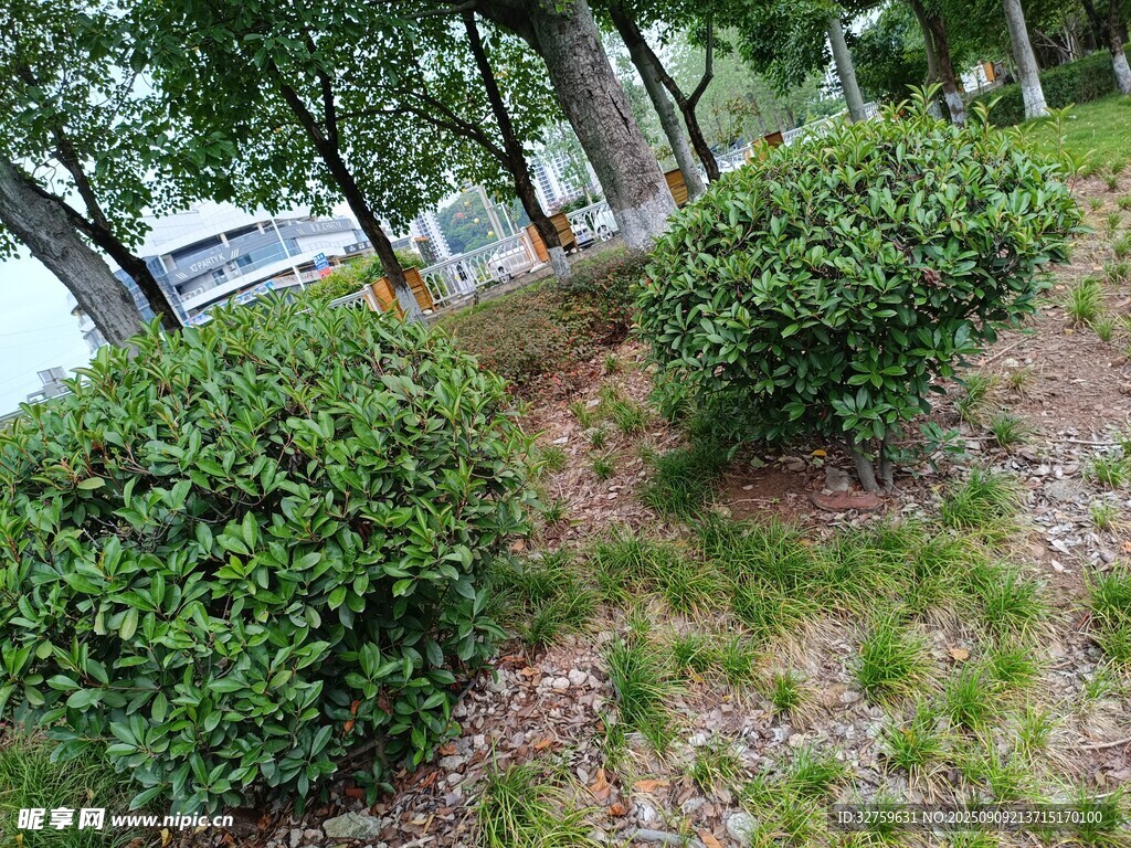 路边绿植景观