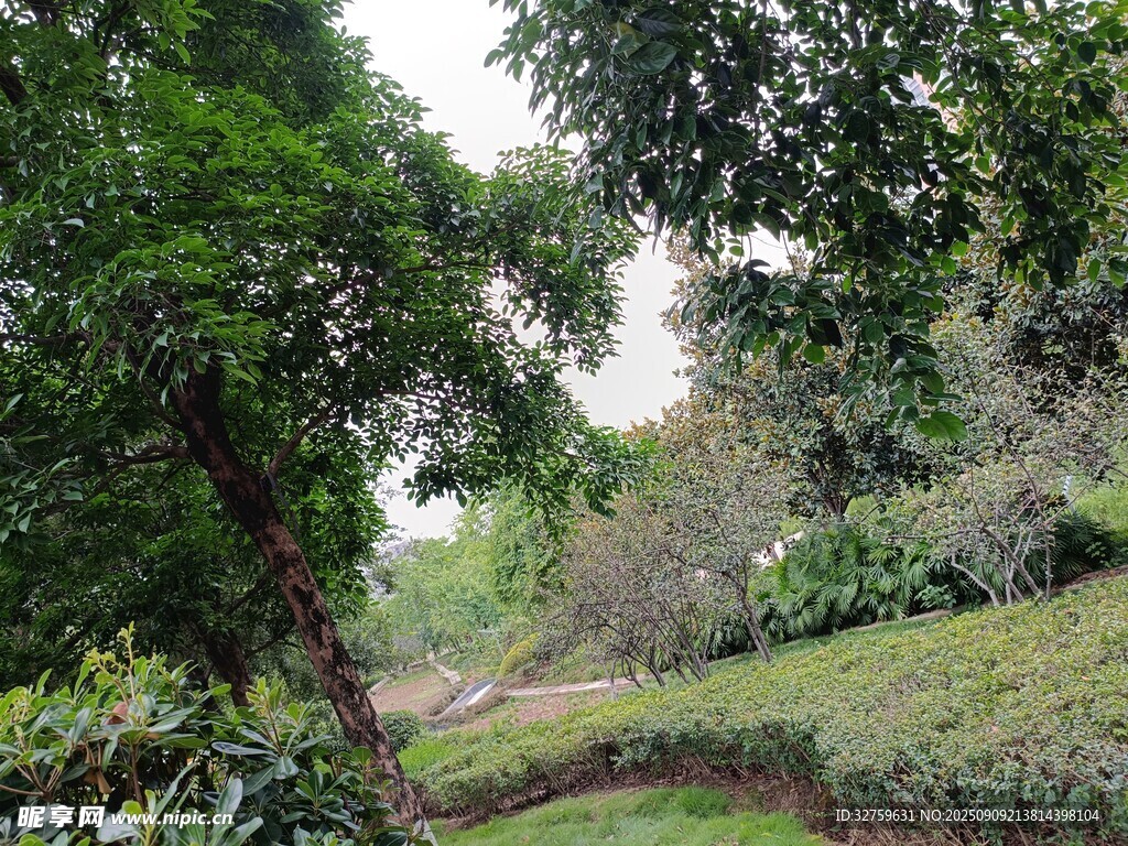 林间绿意盎然的自然小径