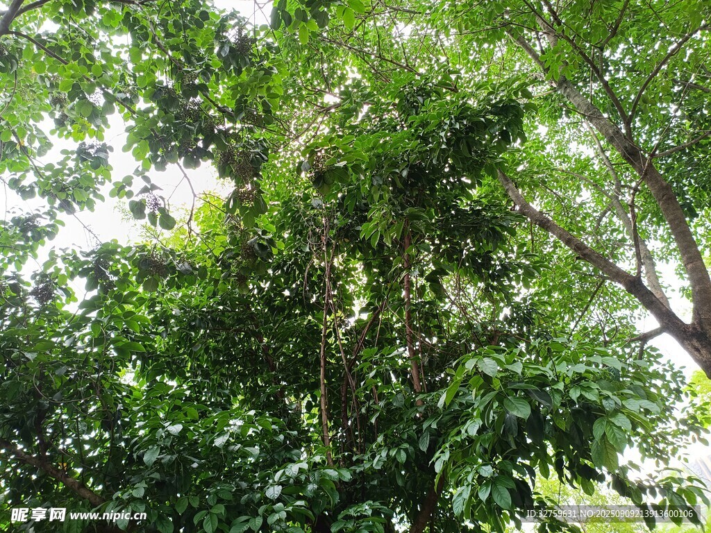 繁茂绿树