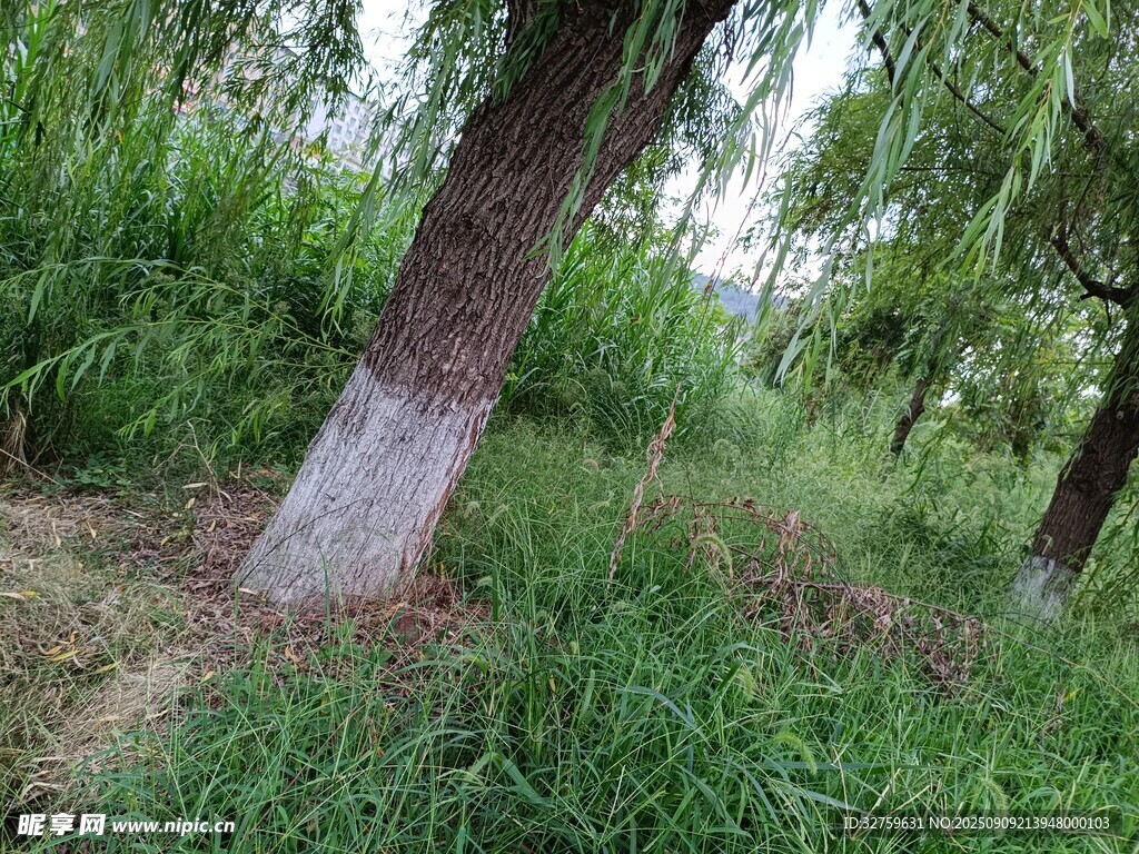 林间草地树木自然景象