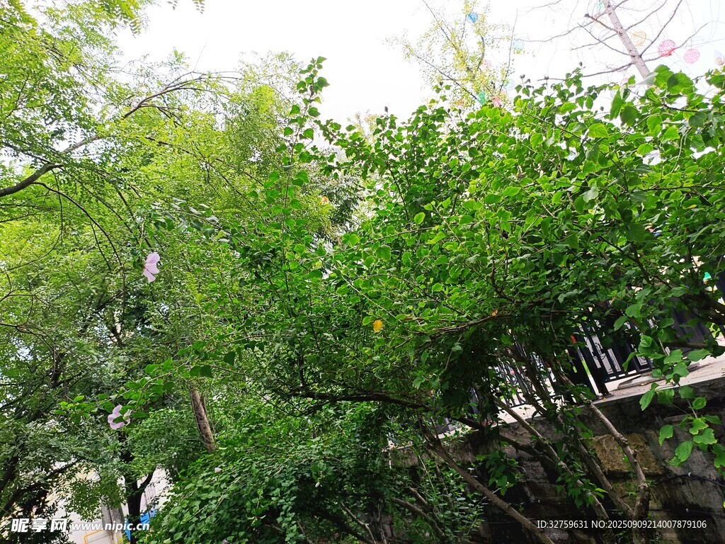 翠绿繁茂的竹林景致
