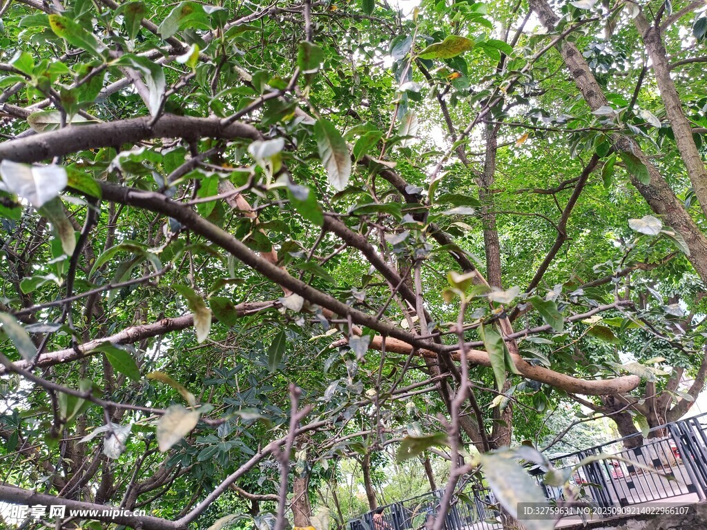 繁茂树枝下的绿意景致