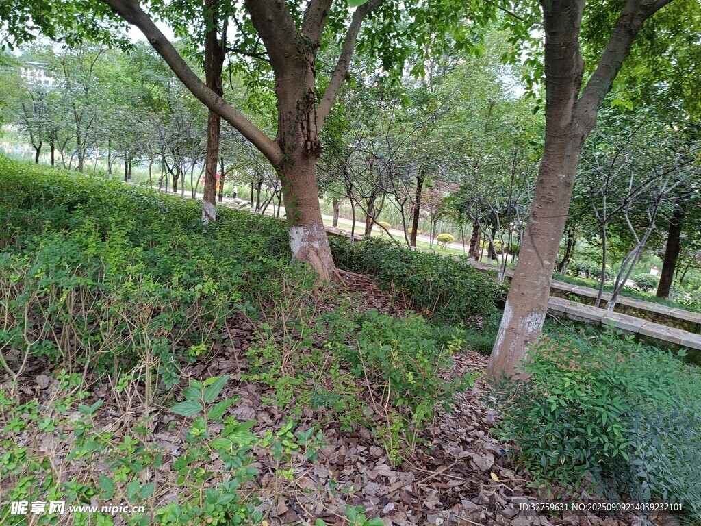 林间绿植景观