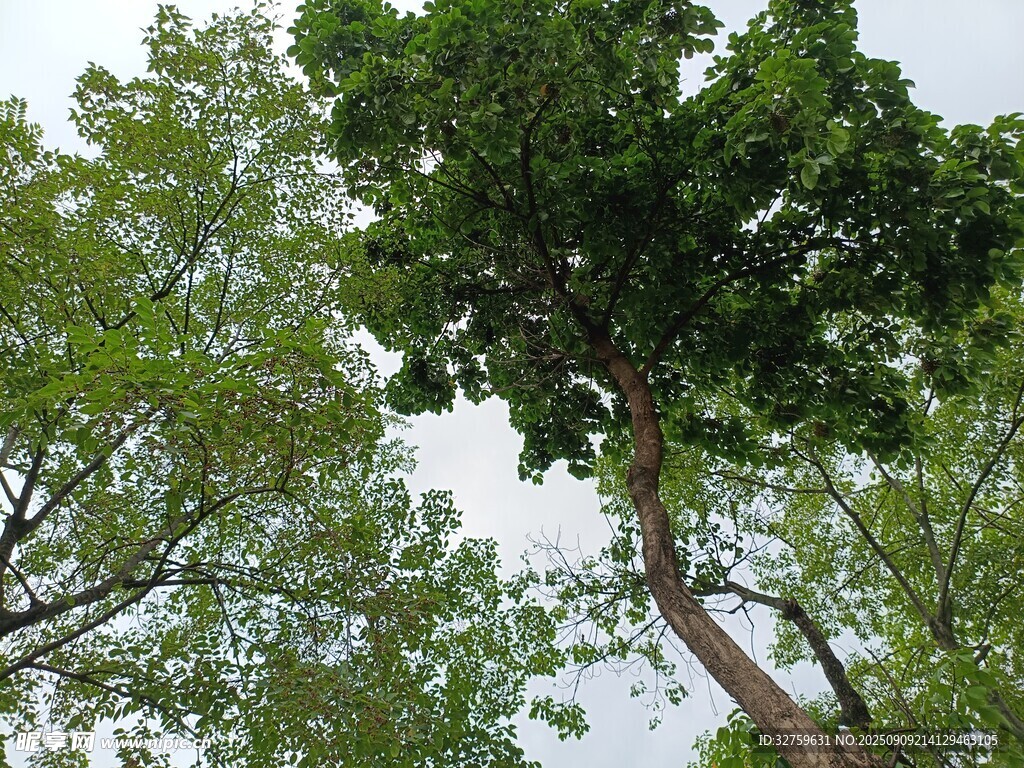 仰视葱郁大树树冠景观