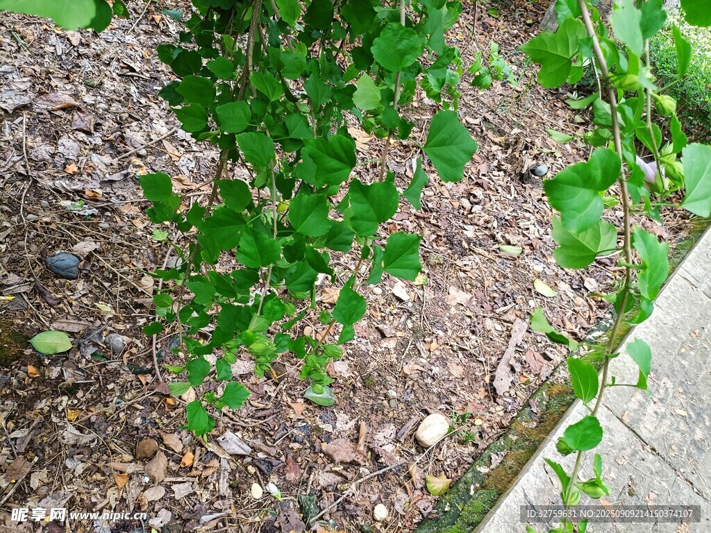 垂挂的翠绿藤蔓植物