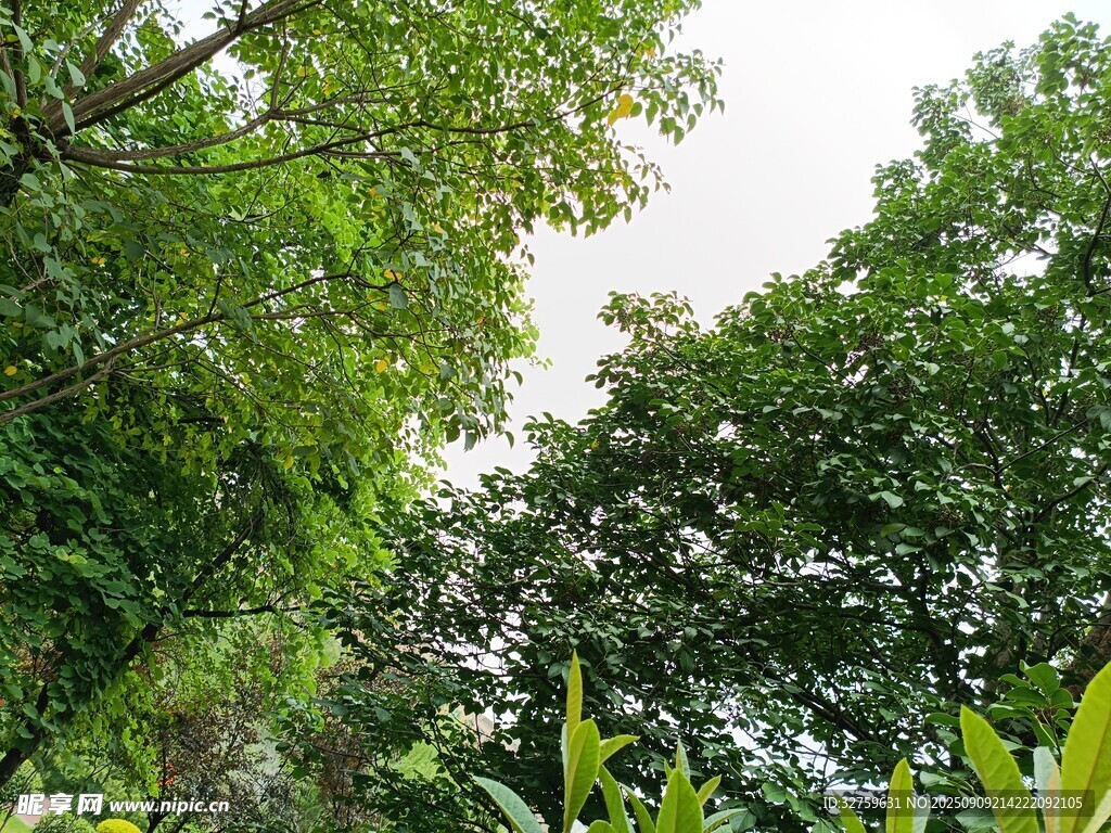 繁茂绿树 