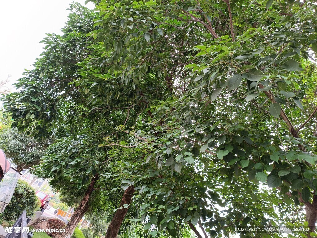 繁茂绿树 