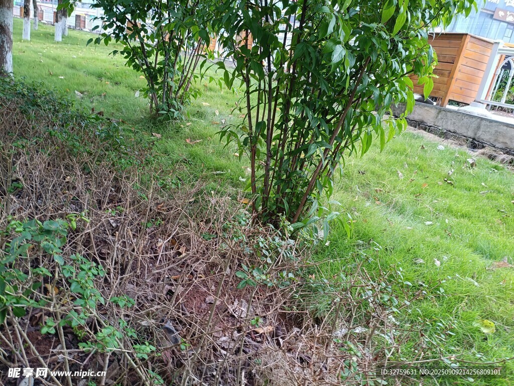 庭院中的绿植与草地
