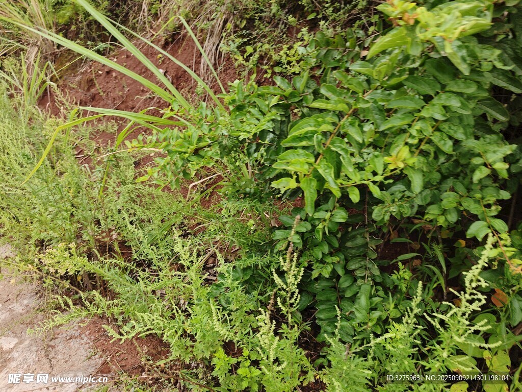 野外繁茂绿植景象
