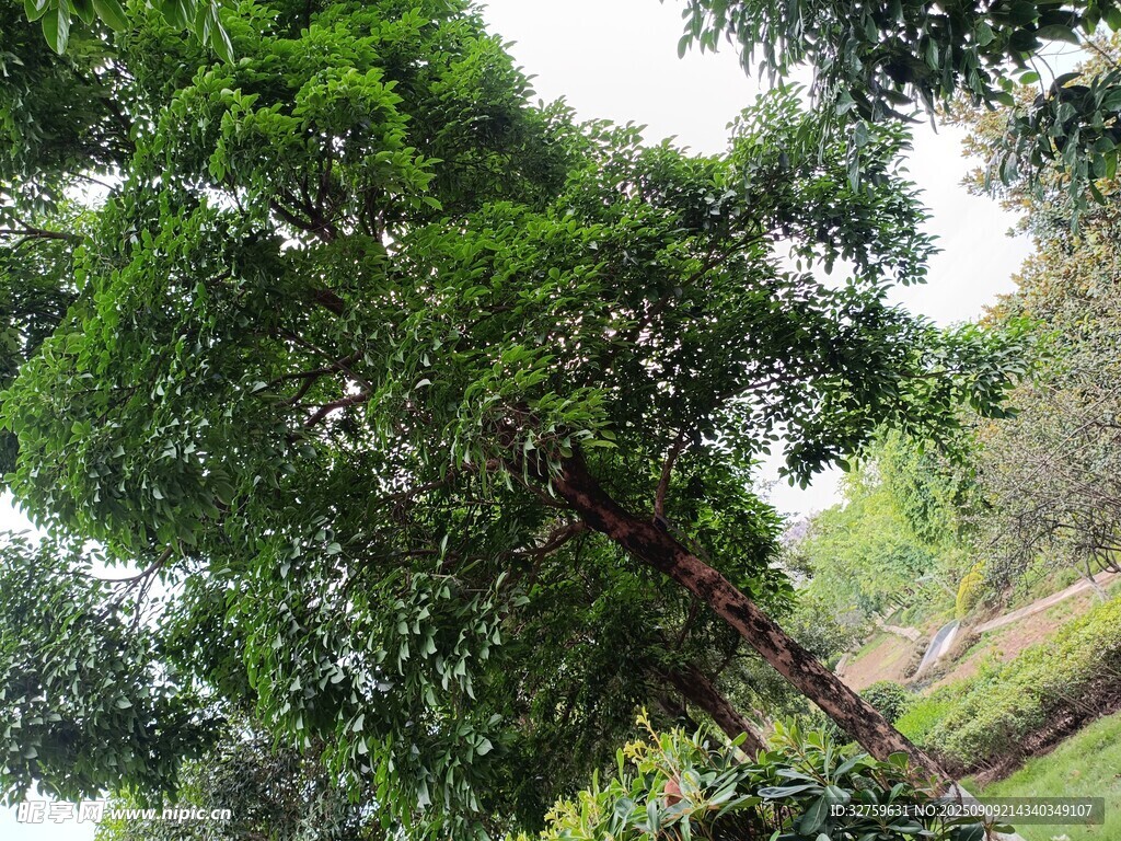繁茂绿树 