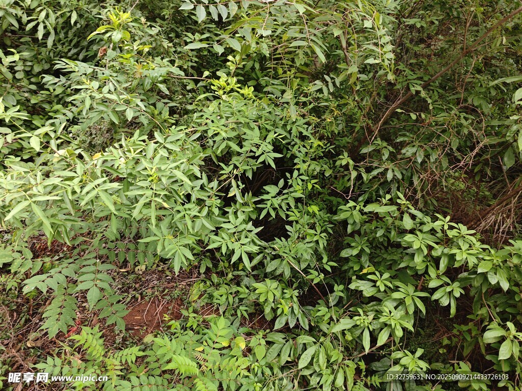 茂密绿植景观