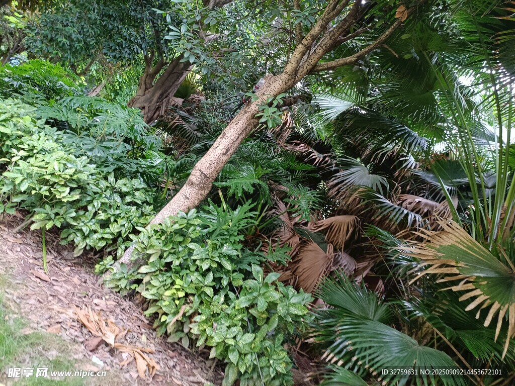 繁茂绿植景观