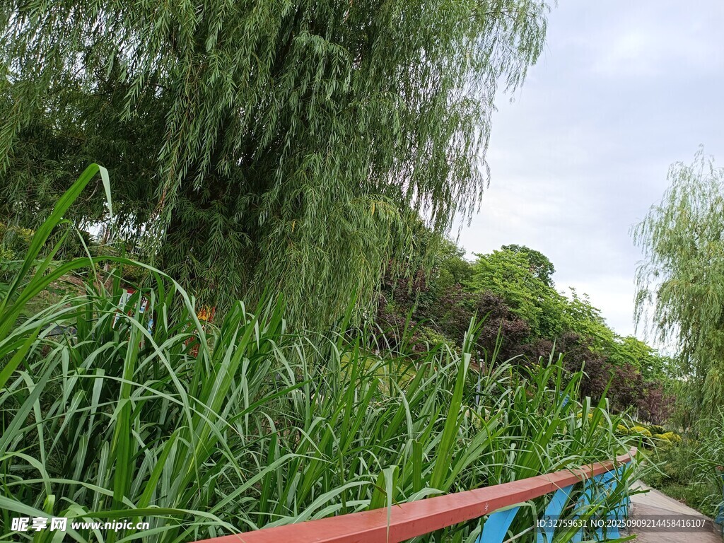 绿意盎然的河畔风景