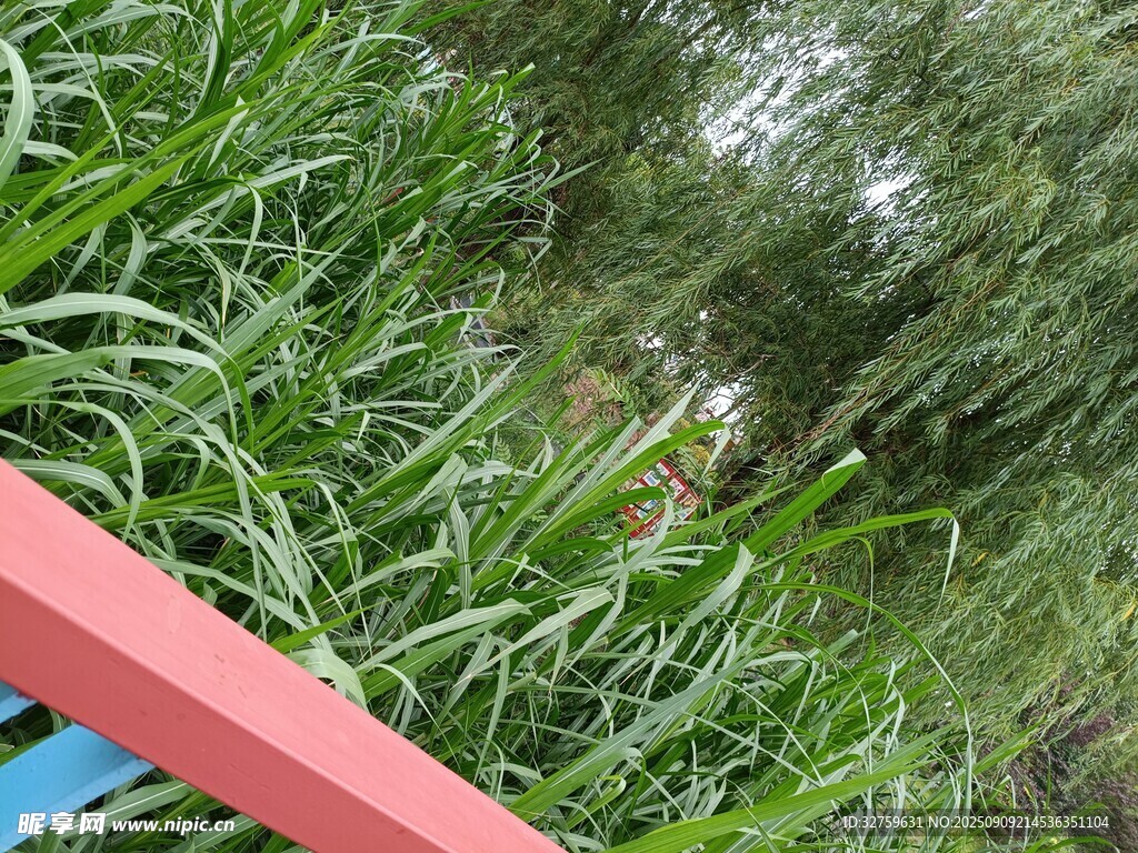 红栏杆旁的葱郁绿植