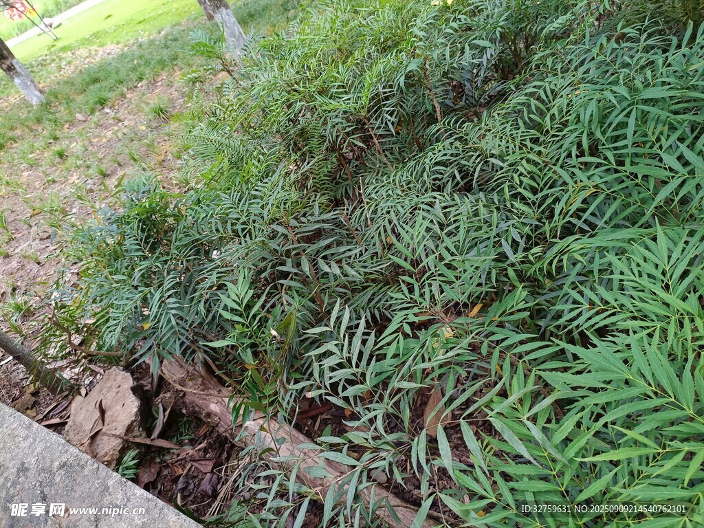 路边绿植景观
