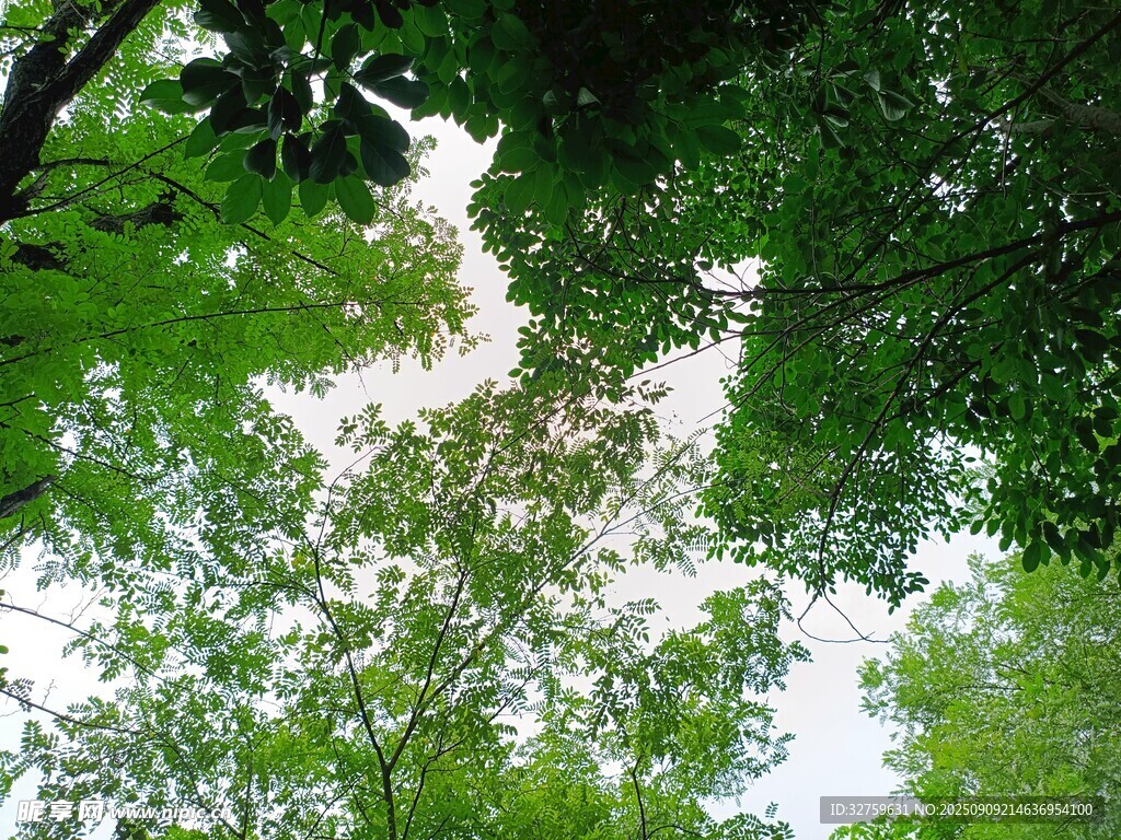 仰视茂密枝叶间的天空