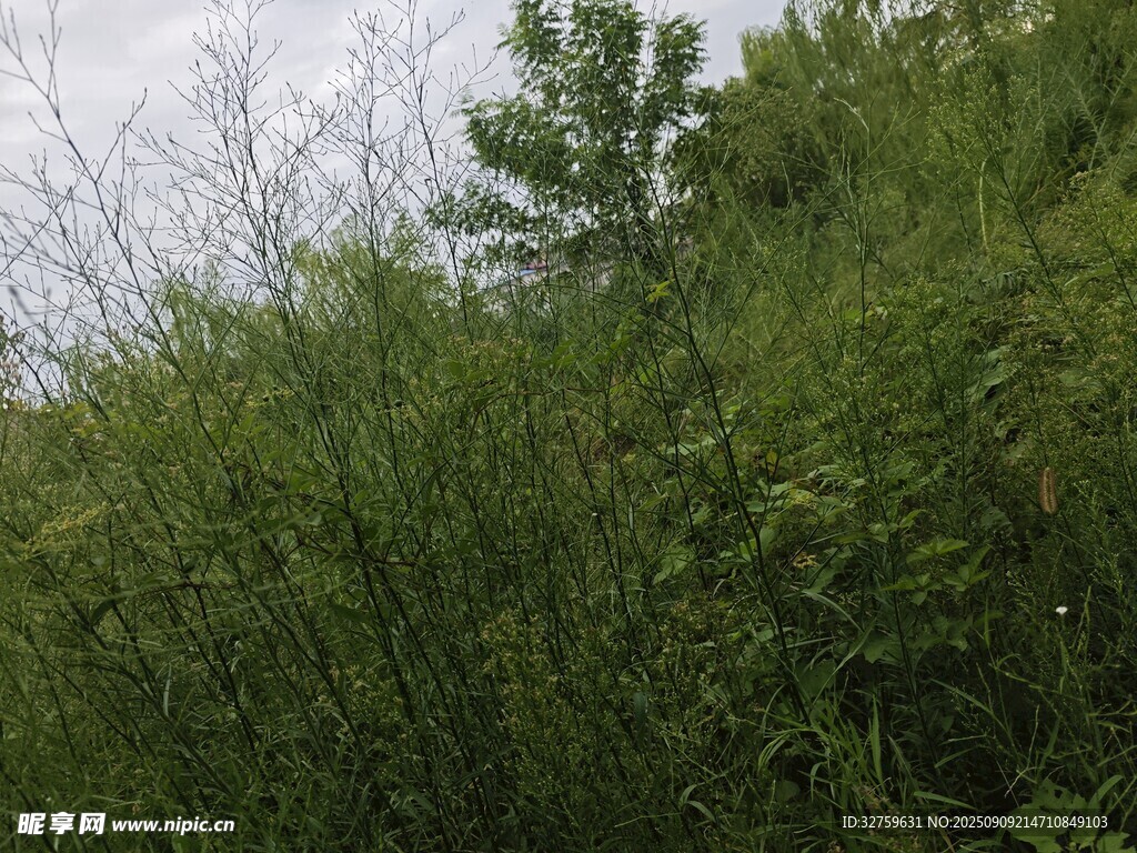 茂密绿植覆盖的山坡