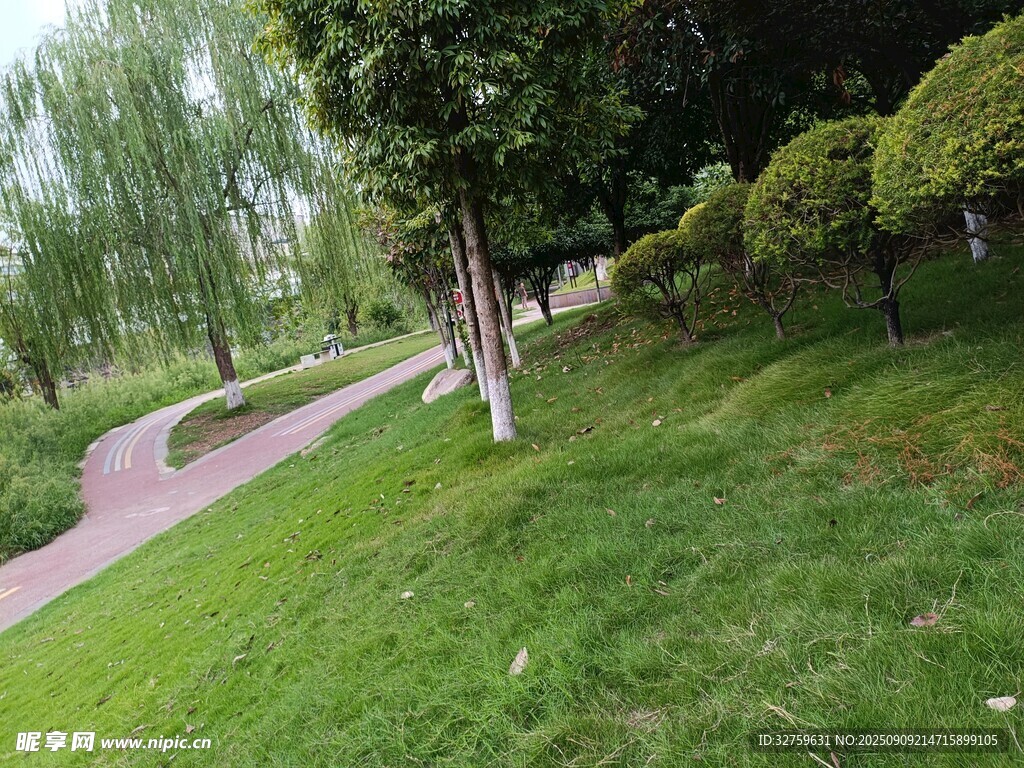 林间小径旁的翠绿草地