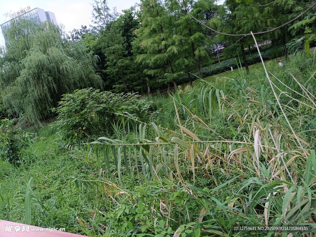 户外葱郁草地与树木景观