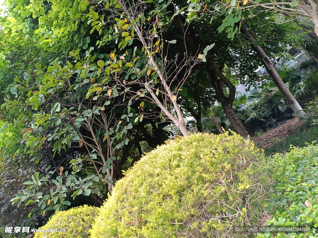 绿意盎然的园林景观