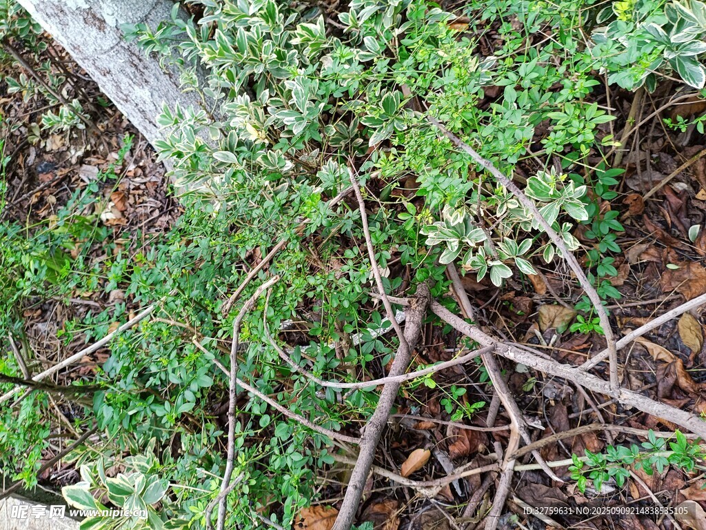 地面丛生的绿色植物