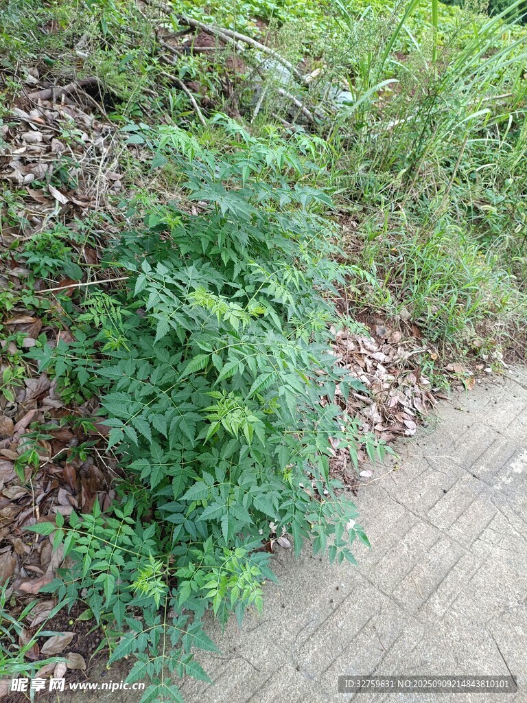 路边生长的绿色植物