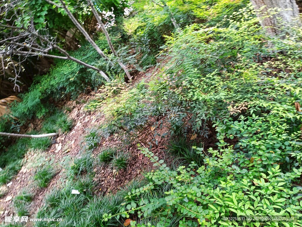山间繁茂绿植景观