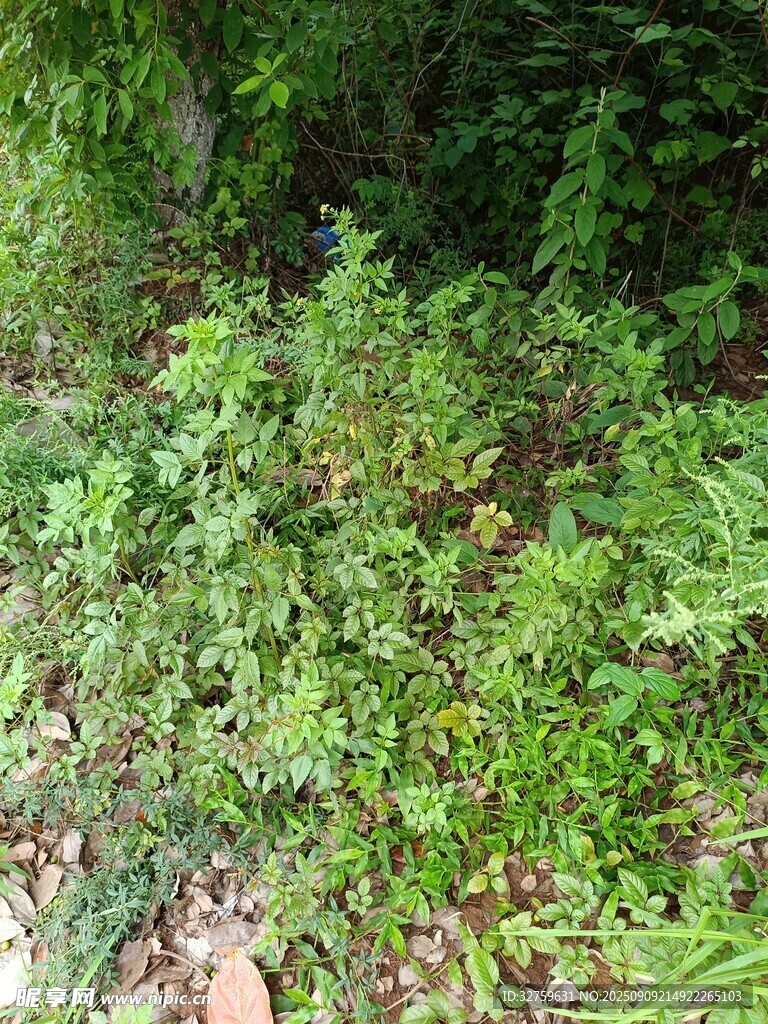 茂密丛林中的绿色植物