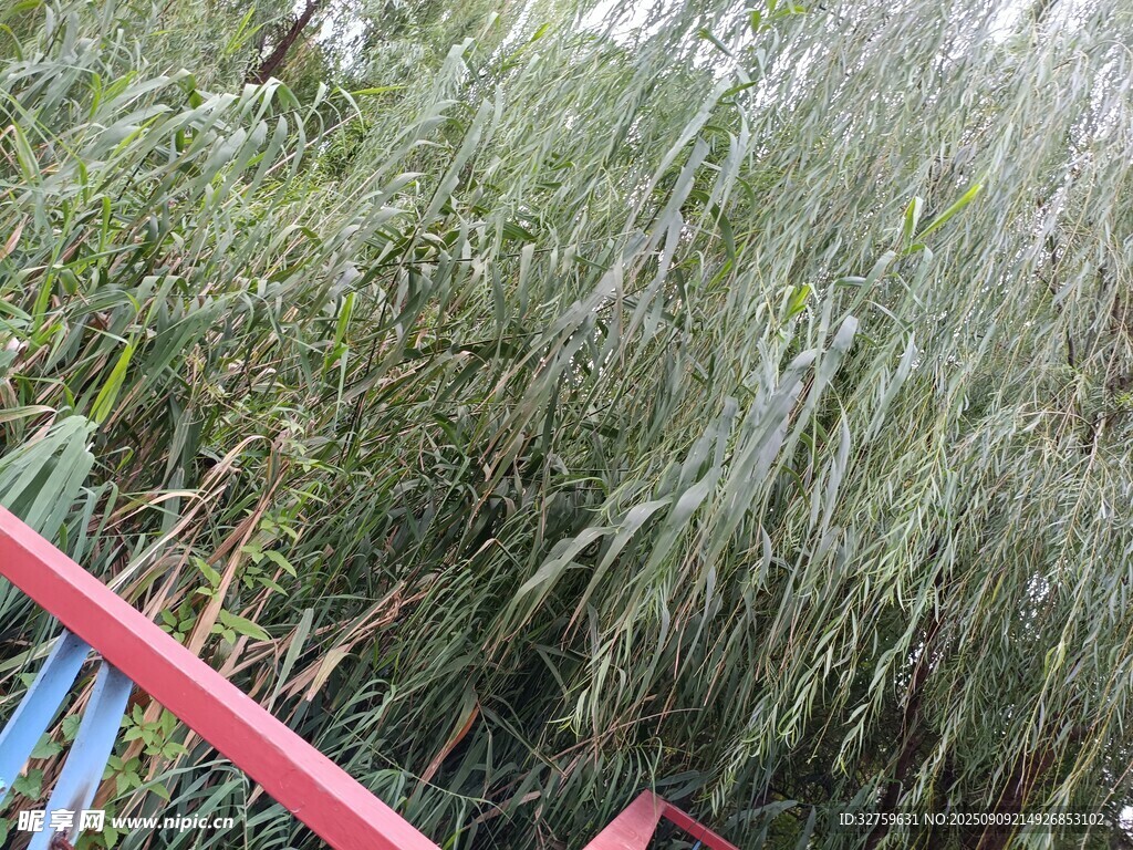 风中摇曳的翠绿芦苇丛