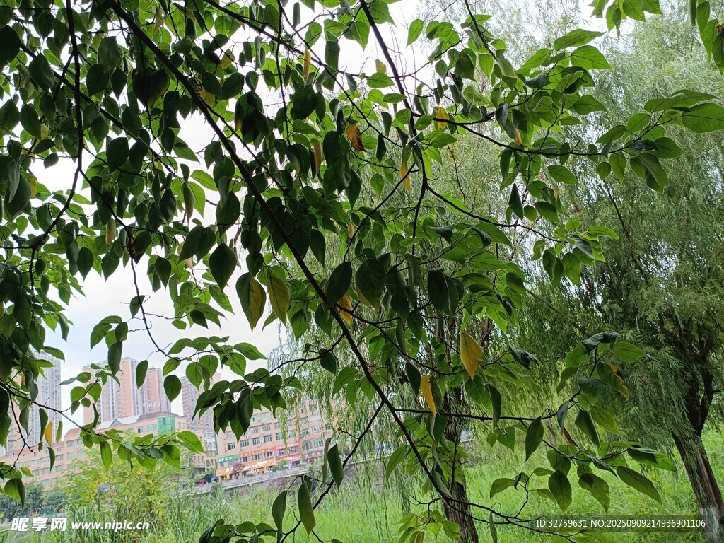 绿树成荫的户外景致