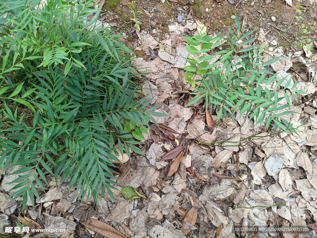 地面绿植与碎石景观