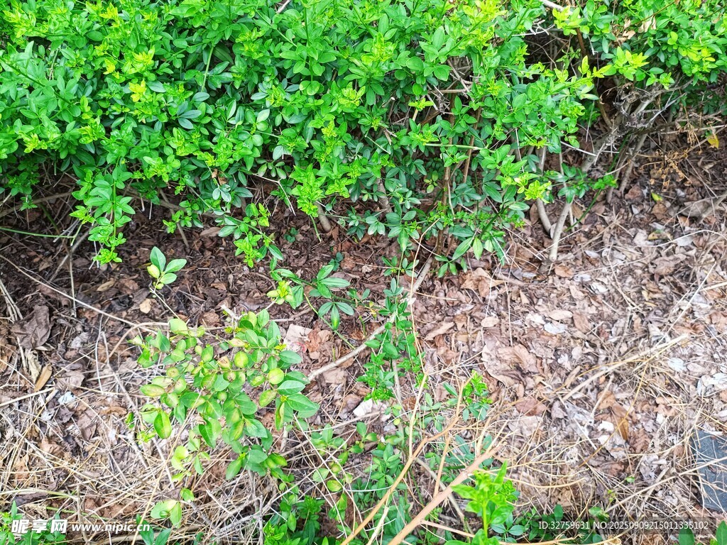 地面绿植与裸露土壤景象