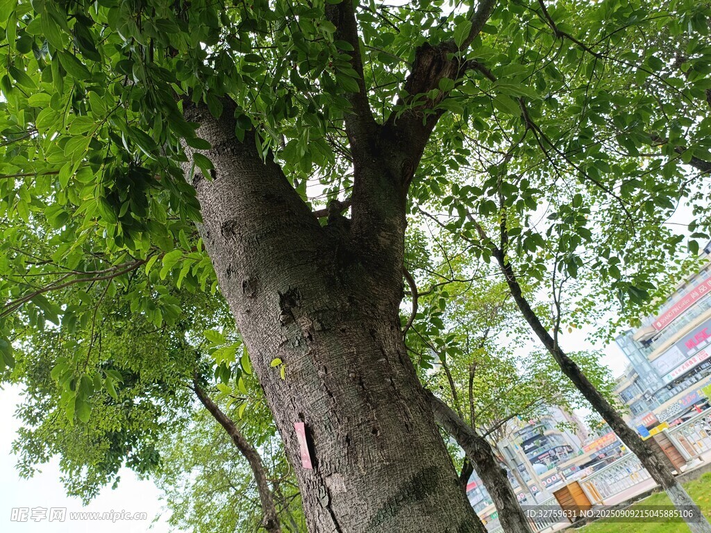 粗壮大树与背景建筑
