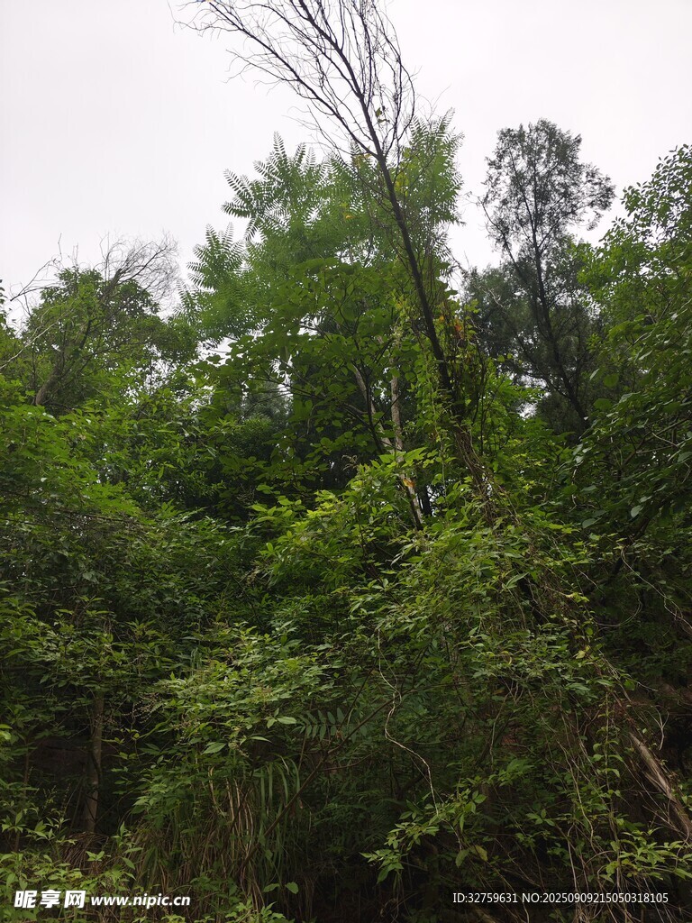 茂密森林中的繁茂绿植